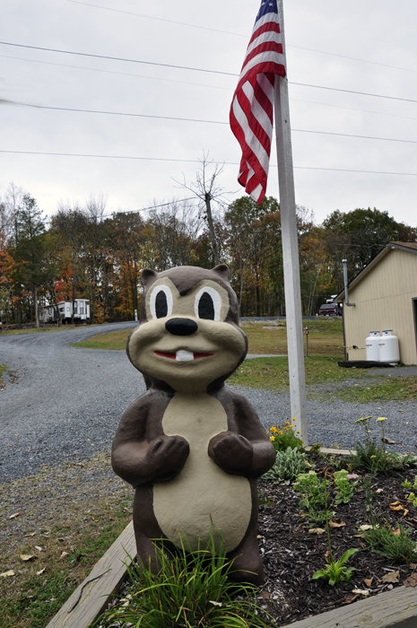 a large chipmunk  and USA flag